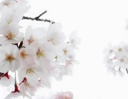 Cherry Blossom Beauty Salon Shoreditch