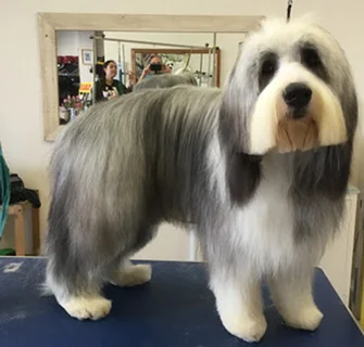 Photo Hair and Hounds Dog Grooming