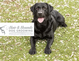 Hair and Hounds Dog Grooming