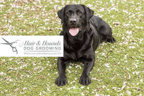 Photo Hair and Hounds Dog Grooming