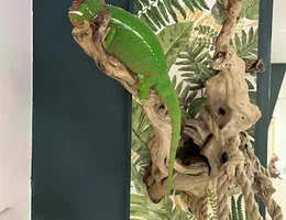 Chameleon Beauty