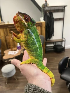 Photo Chameleon Beauty