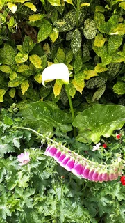 Photo Gaynor at the Cutting Garden