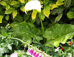 Gaynor at the Cutting Garden